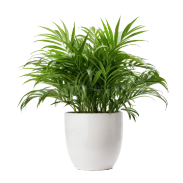 a green plant in a white pot