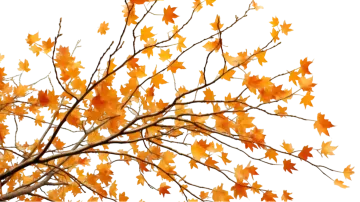 an image of a tree with orange leaves