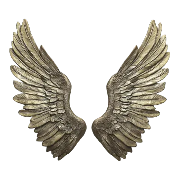 a pair of wings on a white background