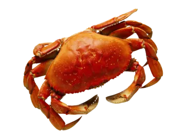 a crab on a white background
