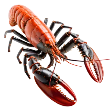 a red lobster on a white background