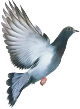 a bird that is flying in the air