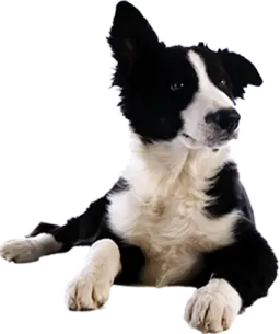a black and white dog laying on the ground