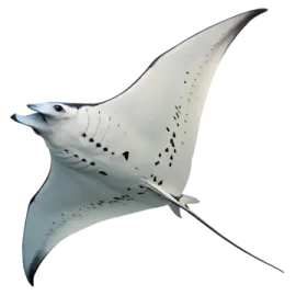 a manta ray flying in the sky