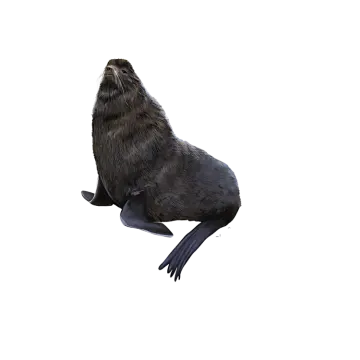 a seal on a white background