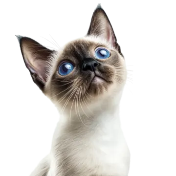 a cat with blue eyes looking up