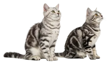 two kittens sitting side by side in front of white background