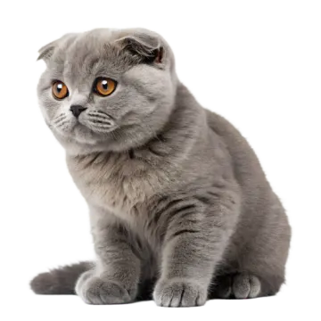 a gray kitten sitting down and looking at the camera