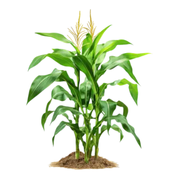 an image of a plant with green leaves