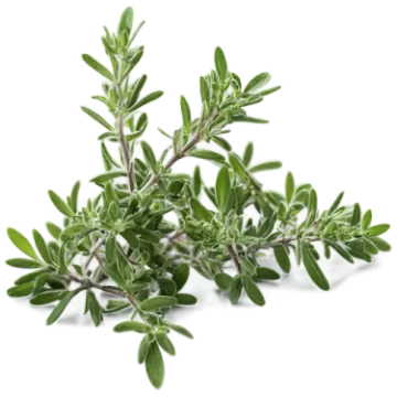 a bunch of sage leaves on a white background