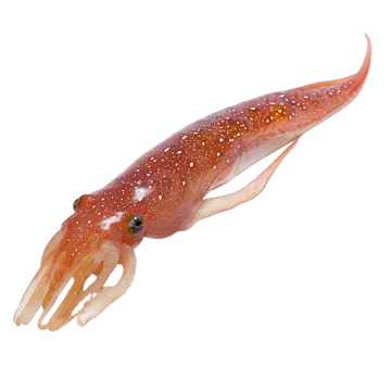 a close up of a red and white squid