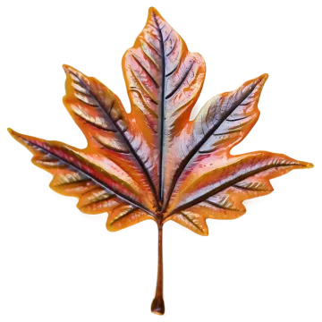 a close up of a leaf on a white background