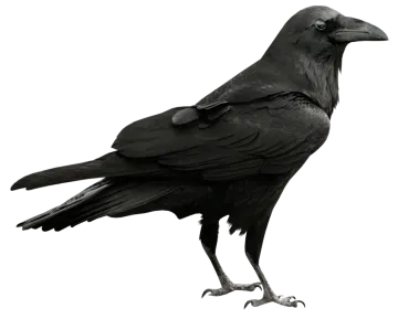 a black bird sitting on top of a white surface