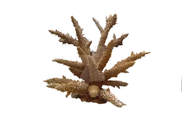 a close up of a plant on a white background