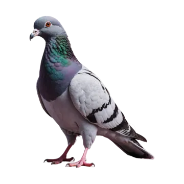 a pigeon on a white background