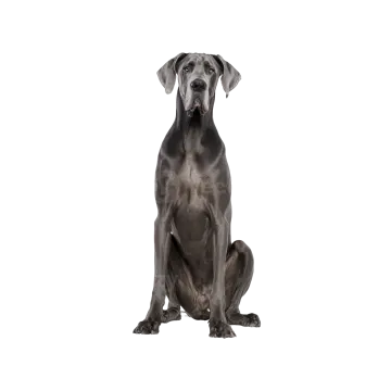 a great dane dog sitting in front of a white background