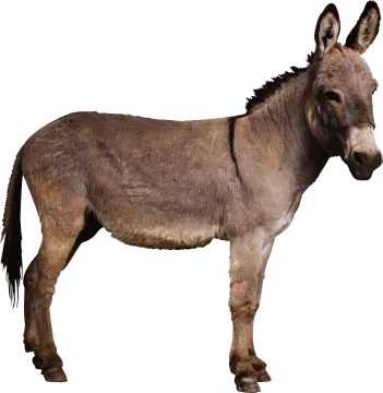 a donkey standing in front of a white background