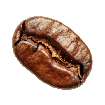 a coffee bean on a white background