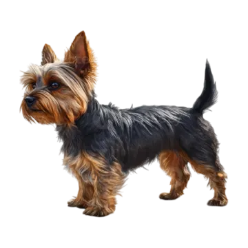 a yorkshire terrier dog standing on a white background