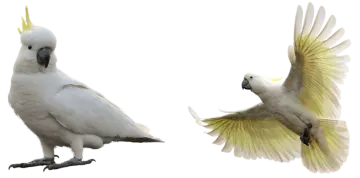 two white and yellow cocks with wings spread