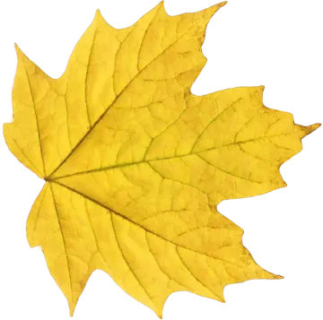 a yellow leaf on a white background