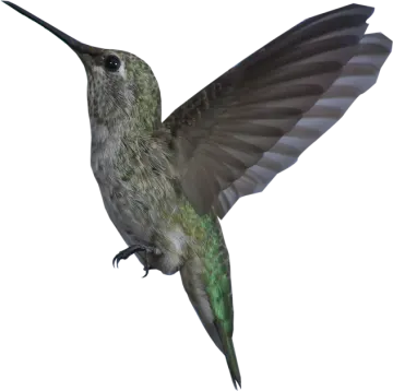 a bird with its wings spread out in the air