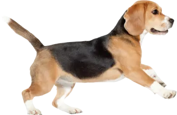 a brown and black dog