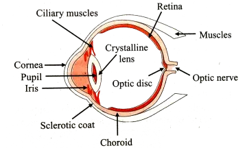 the structure of the eye