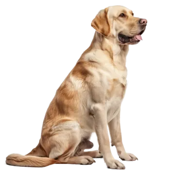 a dog sitting down with its tongue out