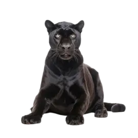 a black panther sitting on the ground