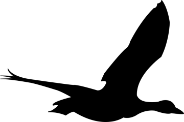 a black and white silhouette of a bird