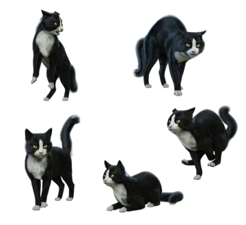 four different poses of a black and white cat