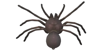 a tara spider on a white background