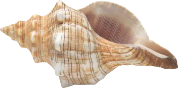 a sea shell on a white background