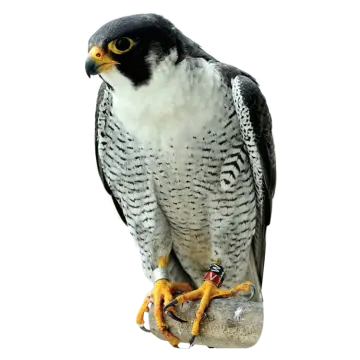 a bird sitting on top of a rock