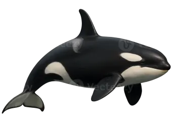 a black and white orca whale in the ocean