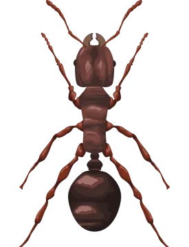 A brown ant beetle on a white background