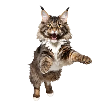 a cat that is jumping in the air