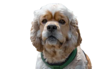 a brown and white dog with a green collar