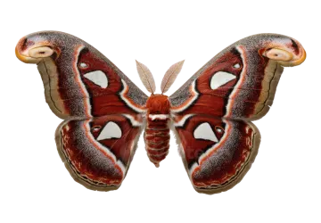 the underside of a moth