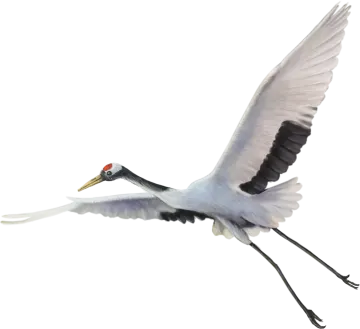 a bird flying in the air with its wings spread