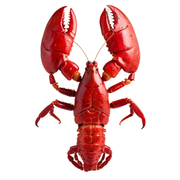 a red lobster on a white background
