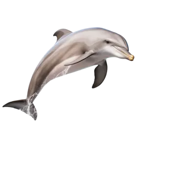 a dolphin jumping in the air on a white background