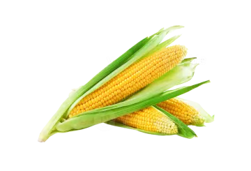 corn on a white background