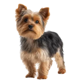 a small dog standing in front of a white background