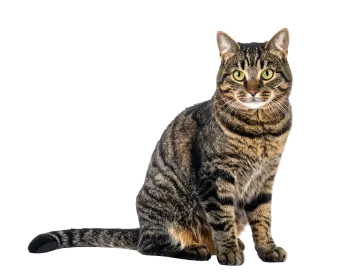a cat sitting on the floor looking at the camera