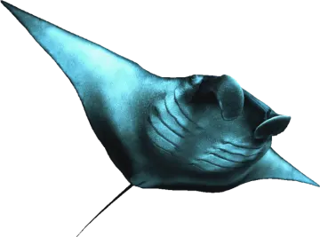a manta ray fish on a white background