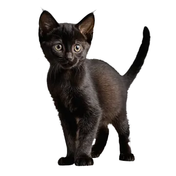 a black kitten standing on a white background