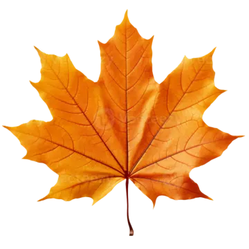 a maple leaf on a white background