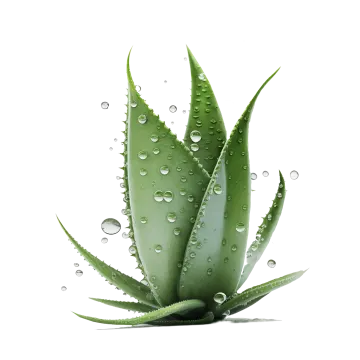 a green plant with water droplets on it
